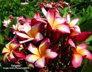 Calypso plumeria flower - Jungle Jack source photo