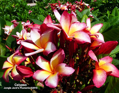 Calypso plumeria flower - Jungle Jack source photo
