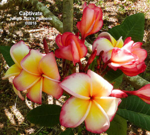 Captivate plumeria flower - Jungle Jack source photo