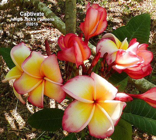 Captivate plumeria flower - Jungle Jack source photo