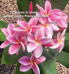 Cyclone plumeria flower - Jungle Jack source photo