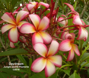 DayDream plumeria flower - Jungle Jack source photo