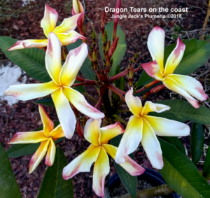 Dragon Tears plumeria flower - Jungle Jack source photo