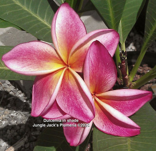 Dulcemia plumeria flower - Jungle Jack source photo