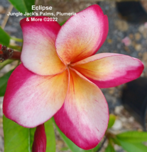 Eclipse plumeria flower - Jungle Jack source photo