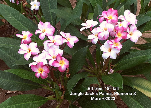 Elf plumeria flower - Jungle Jack source photo