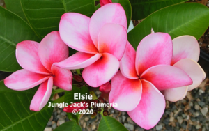 Elsie plumeria flower - Jungle Jack source photo
