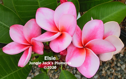 Elsie plumeria flower - Jungle Jack source photo