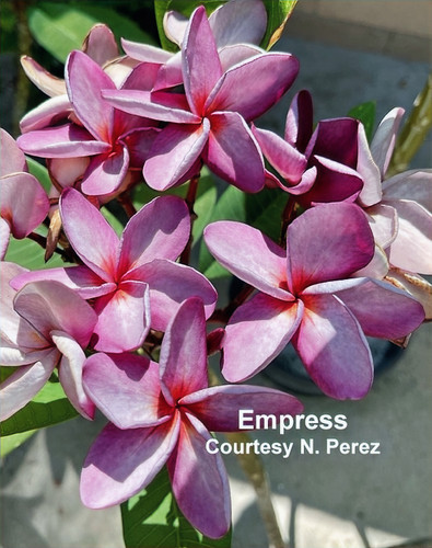 Empress plumeria flower - Jungle Jack source photo