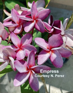 Empress plumeria flower - Jungle Jack source photo