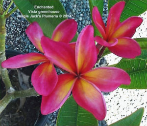 Enchanted plumeria flower - Jungle Jack source photo