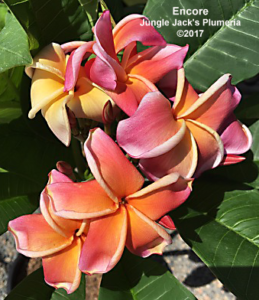 Encore plumeria flower - Jungle Jack source photo