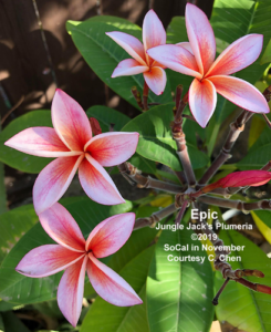 Epic plumeria flower - Jungle Jack source photo