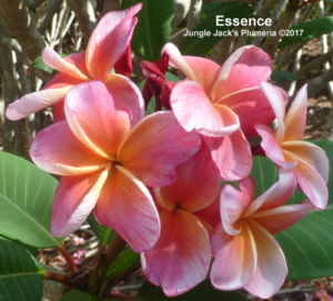 Essence plumeria flower - Jungle Jack source photo