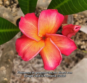 Flamenco plumeria flower - Jungle Jack source photo