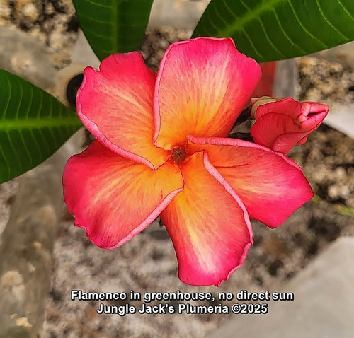 Flamenco plumeria flower - Jungle Jack source photo