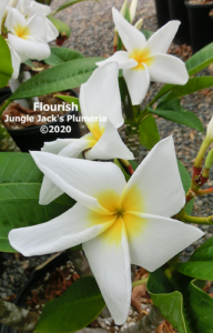 Flourish plumeria flower - Jungle Jack source photo