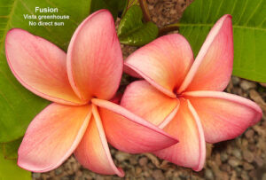 Fusion plumeria flower - Jungle Jack source photo