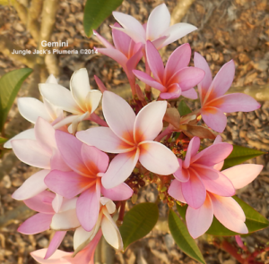 Gemini plumeria flower - Jungle Jack source photo