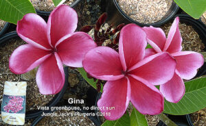 Gina plumeria flower - Jungle Jack source photo