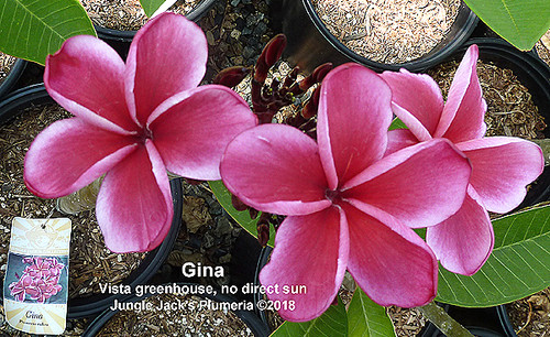 Gina plumeria photo