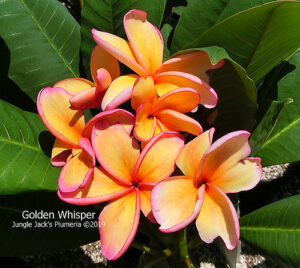Golden Whisper plumeria flower - Jungle Jack source photo