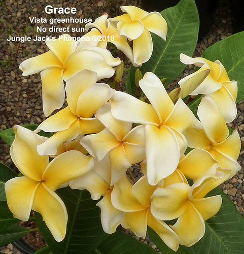 Grace plumeria flower - Jungle Jack source photo