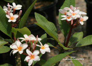 Halo plumeria flower - Jungle Jack source photo