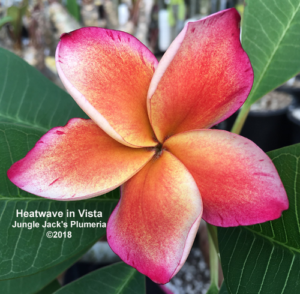Heat Wave plumeria flower - Jungle Jack source photo