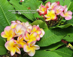 Hypnotic plumeria flower - Jungle Jack source photo