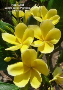 Inca Gold plumeria flower - Jungle Jack source photo