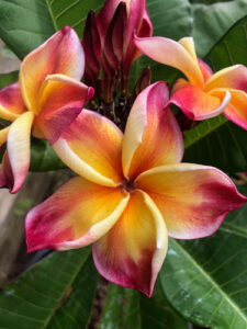 Jackie plumeria flower - Jungle Jack source photo