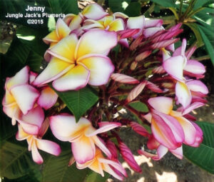 Jenny plumeria flower - Jungle Jack source photo