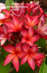 Jester plumeria flower - Jungle Jack source photo