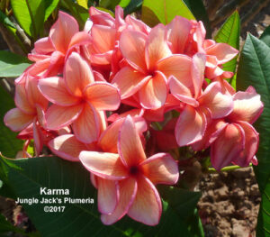 Karma plumeria flower - Jungle Jack source photo