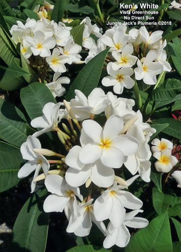 Ken's White plumeria flower - Jungle Jack source photo