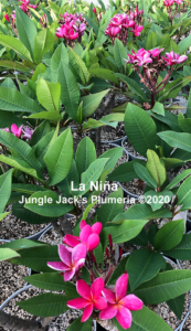 La Niña plumeria flower - Jungle Jack source photo