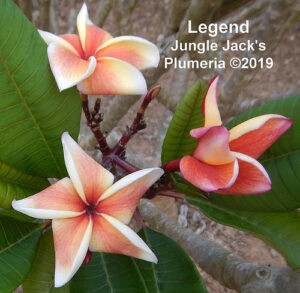 Legend plumeria flower - Jungle Jack source photo