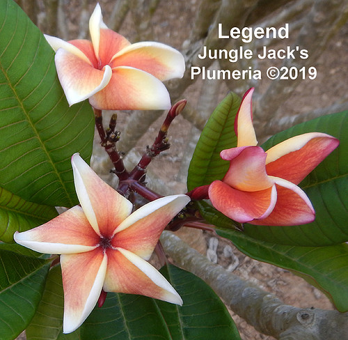 Legend plumeria flower - Jungle Jack source photo