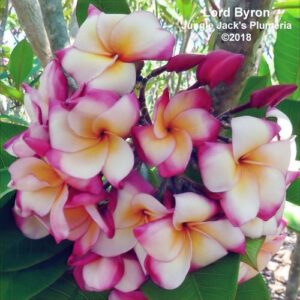 Lord Byron plumeria flower - Jungle Jack source photo