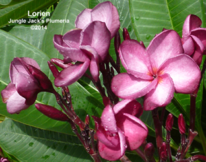 Lorien plumeria flower - Jungle Jack source photo