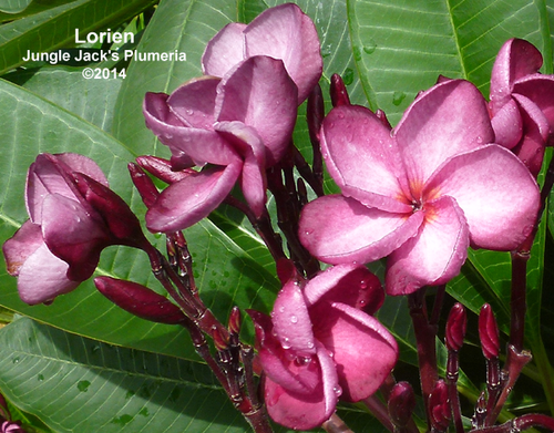 Lorien plumeria flower - Jungle Jack source photo