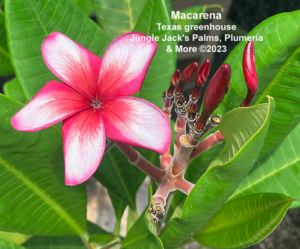 Macarena plumeria flower - Jungle Jack source photo