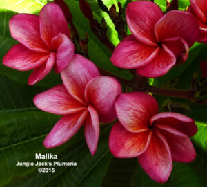 Malika plumeria flower - Jungle Jack source photo