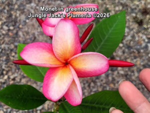 Monet plumeria flower - Jungle Jack source photo