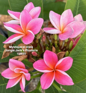 Mystique plumeria flower - Jungle Jack source photo