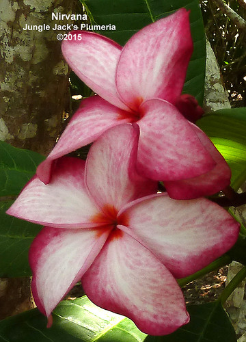 Nirvana plumeria photo