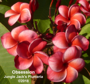 Obsession plumeria flower - Jungle Jack source photo
