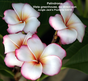 Palindrome plumeria flower - Jungle Jack source photo