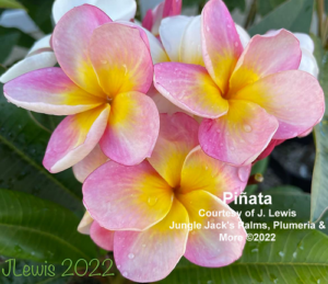Piñata plumeria flower - Jungle Jack source photo